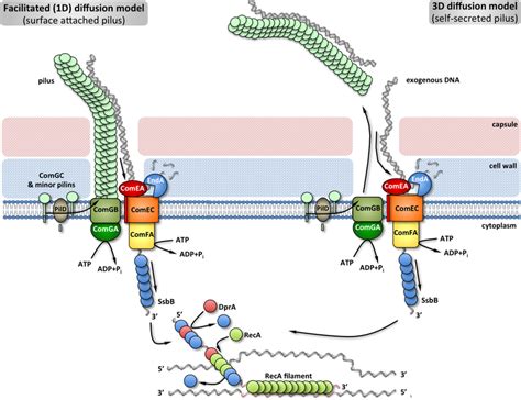 Comprehensive Model Of Pneumococcal Natural Transformation 571061