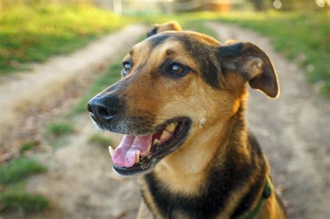 Le poids idéal pour votre berger allemand