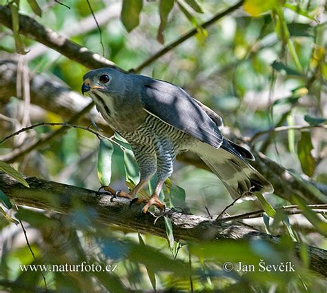 Lizard Buzzard Photos, Lizard Buzzard Images, Nature Wildlife Pictures ...
