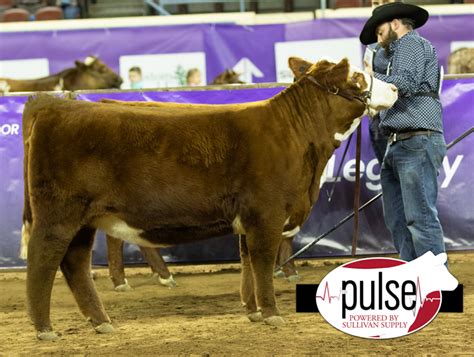 Cattlemens Congress Black Herefords Females Hx The Pulse