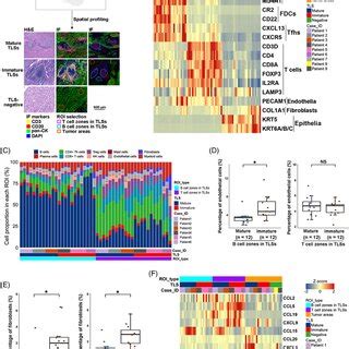 Transcriptomic Characteristics Of T Cell Zones In Mature And Immature