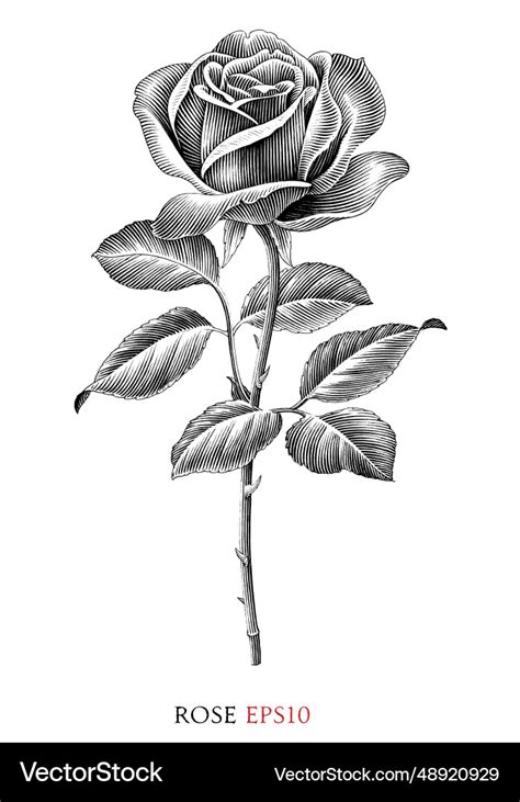 Rose vintage black and white clip art Royalty Free Vector