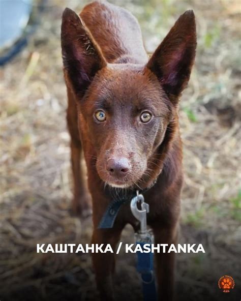 Adoption De Kashtanka Petit Chien Chien Crois Petit R Gion Le De France