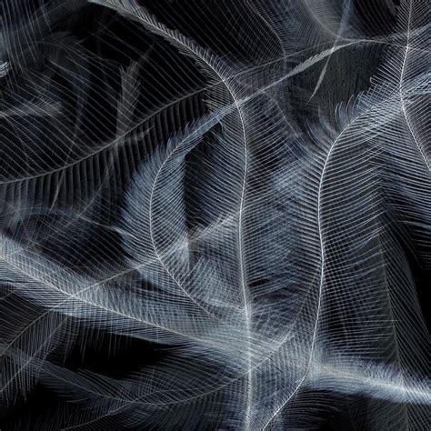 witness ab inv   roger ricco photography