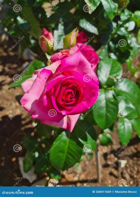 Closeup Of Rosa Rosa Cinese O Rosa Chinensis Stock Image ...