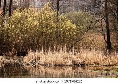 Pussy Willow By The Pond Photos Images Pictures Shutterstock