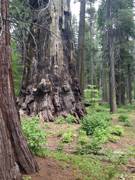 Free Images Tree Forest Wilderness Trail Soil Ridge Woodland