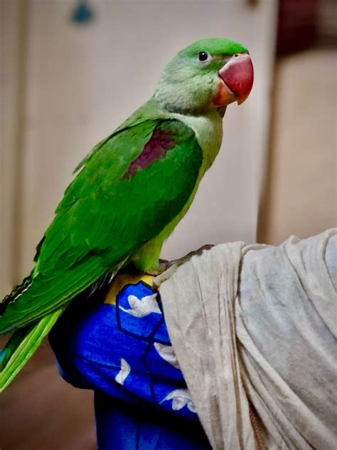 I did a Prank with Golu , Look how he reacted 😅 Golu is Jealous of