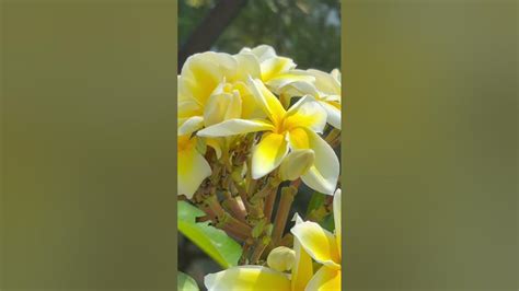 Прекрасная Плюмерия/ Plumeria/ it smells great! @YarandSvyat #usa # ...