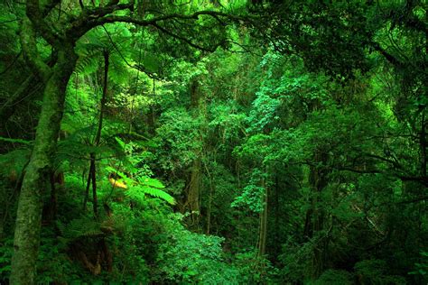 Jungle Green Wallpapers - Top Free Jungle Green Backgrounds - WallpaperAccess