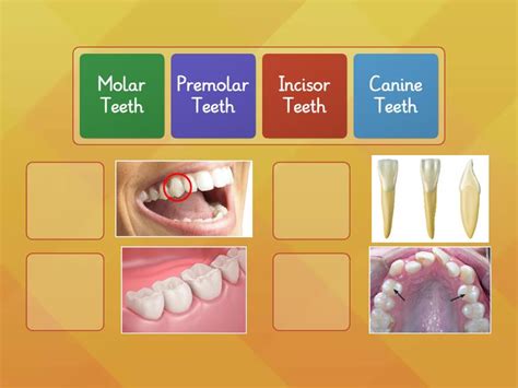 types  teeth match