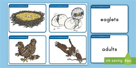 Bald Eagles Life Cycle