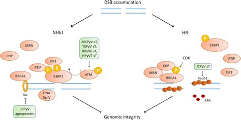 A Schematic Representation Of Double Stranded Break Repair Pathway