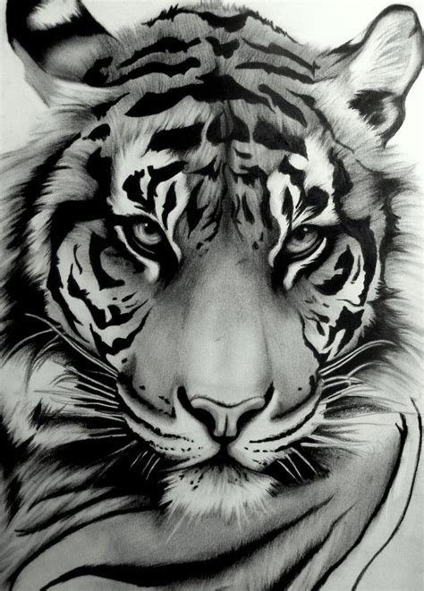 Desenhos Realistas De Tigres