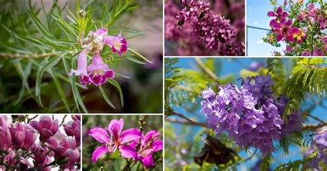 4 Purple Blooming Trees In Tennessee Stunning Flowers