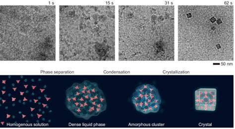 In Situ Tem Liquid Cell Synthesis Of Metal Organic Framework Nanocubes Hummingbird Scientific