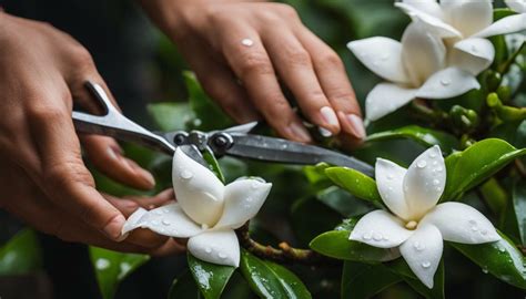 how to take care of a gardenia