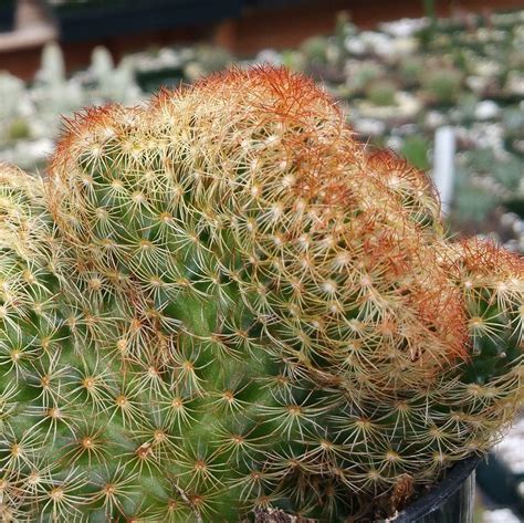 Mammillaria elongata cristata copper king – Planet Desert