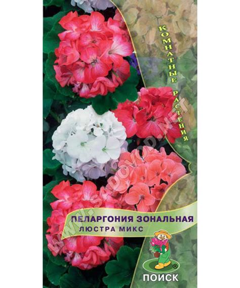 Пеларгония Люстра Микс: описание сорта, характеристики, особенности ...