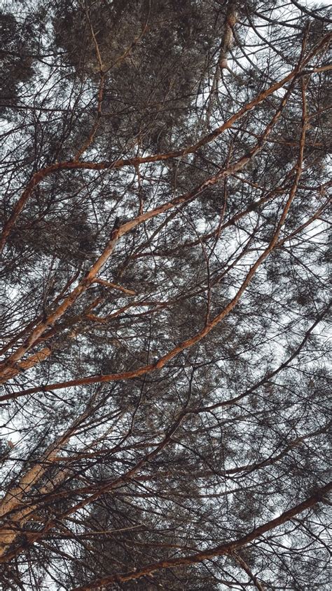 Ветви ели | Ветви деревьев, Ели, Дерево