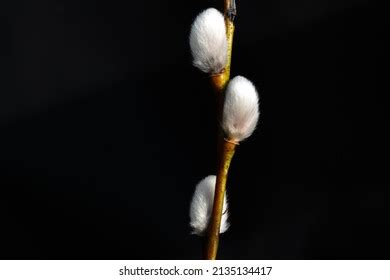 820 Pussy Willow Silhouette Images Stock Photos Vectors Shutterstock