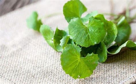 Rau Má Những Lợi ích đối Với Sức Khỏe được Khoa Học Chứng Nhận