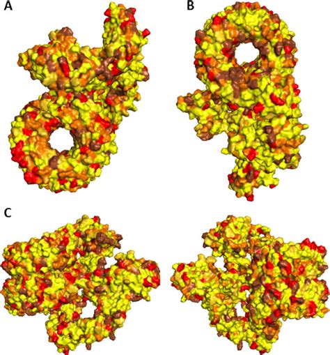 Surface Representation Of Monomeric Full Length Nlrc Top A Bottom