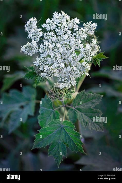 Cow Parsnip Heracleum Lanatum Denali National Park And Preserve Alaska