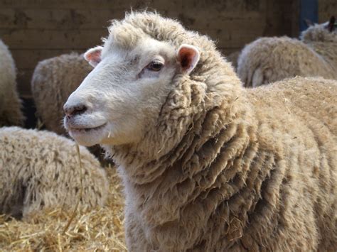 Farm Health Online – Animal Health and Welfare Knowledge Hub – Mastitis ...