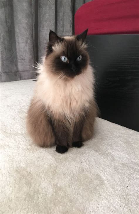 Himalayan Cat Himalayan Cat Cats Cat Breeder