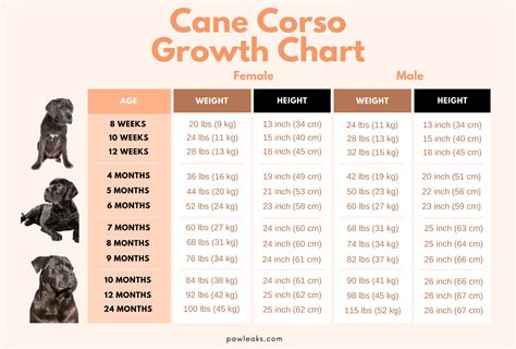 Cane Corso Growth Chart - Size Guide From Pup to Full-Grown | PawLeaks