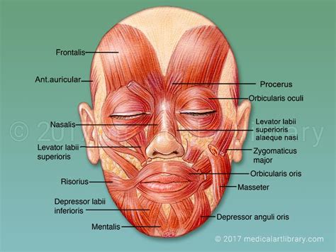 Muscles of the Face - Mimetic Muscles - Medical Art Library