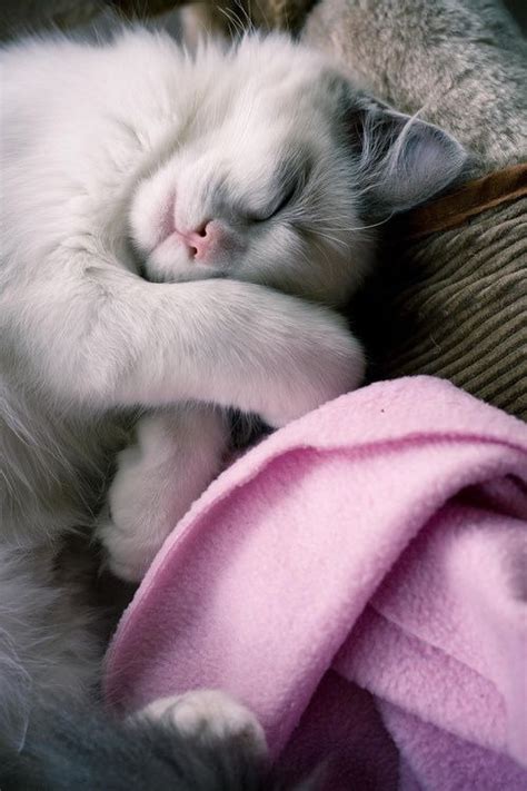 Grab Em By The Pussy Page Literotica Discussion Board