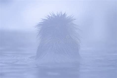 Portrait Of Snow Monkey In The Hot Water Spring Stock Photo Image Of