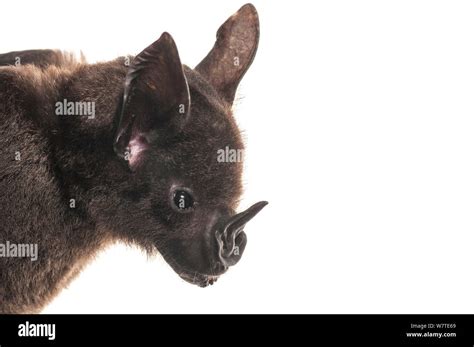 Greater Spear Nosed Bat Phyllostomus Hastatus Portrait Surama Guyana