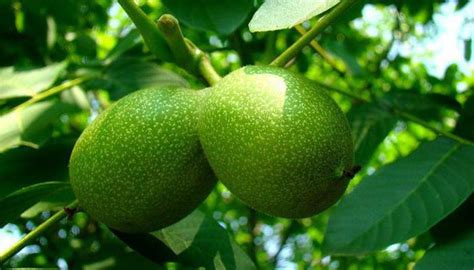 Купить саженцы Грецкий орех Великан в питомнике. Для сорта Грецкий орех ...