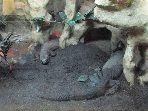 Black Beaded Lizard Chapultepec Zoo Zoochat