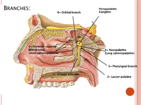 Pterygopalatine Ganglion