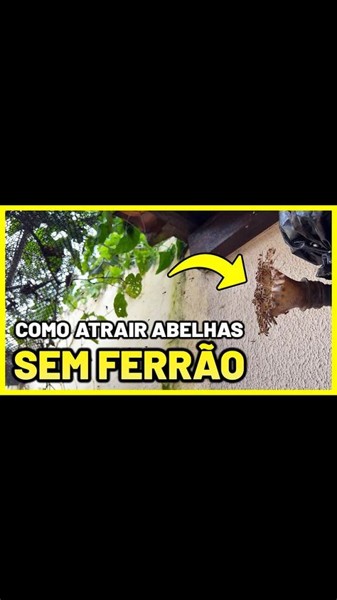 Como Fazer Iscas Para Atrair Abelhas Sem Ferr O