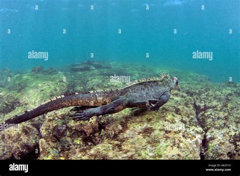 Marine Iguana Amblyrhynchus Cristatus Swimming In The Pacific Ocean