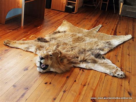 Куплю шкуры животных для размещения на стенах - Барахолка onliner.by