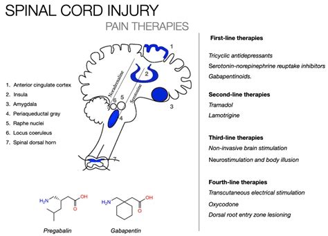 Biomedicines Free Full Text Future Treatment Of Neuropathic Pain In Spinal Cord Injury The