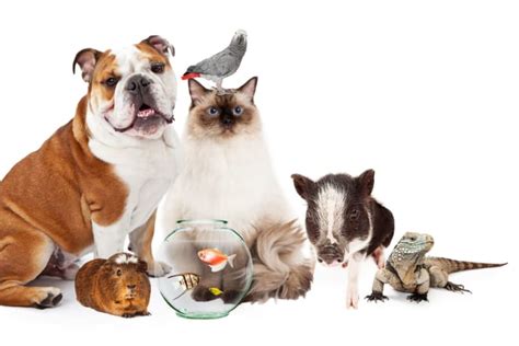 How To Care For A Pet Lizard | New Iberia Vets