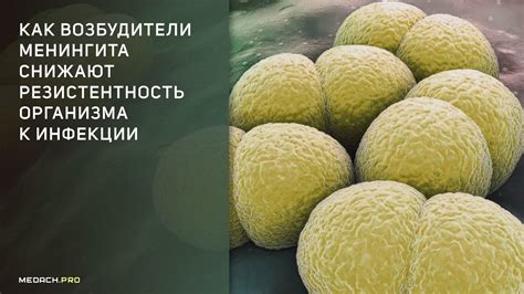 Как возбудители менингита снижают резистентность организма к инфекции