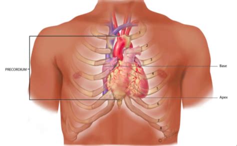 Health Assessment Exam Heart And Neck Vessels Flashcards Quizlet