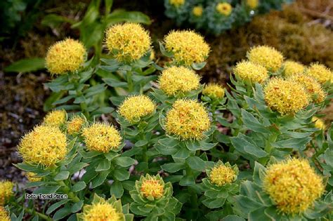 лекарственные травы Родиола розовая (Золотой корень) (Rhodiola rosea L ...