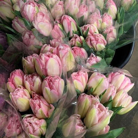 Light Pink Double Tulips - Florabundance Wholesale Flowers