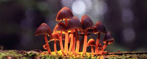 Psychedelic Drugs Appear To Make People Less Likely To Commit Crimes