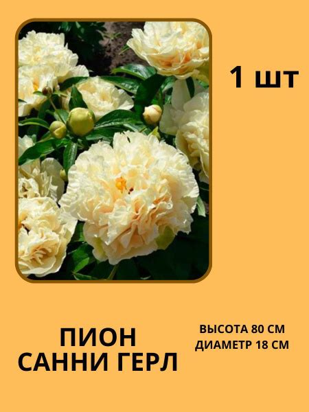 Пионы Корни Пионов - купить по выгодным ценам в интернет-магазине OZON ...