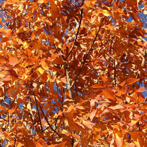 trendi stuff orange leaves gorgeous orange autumn leaves